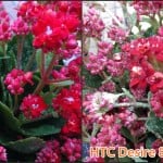 HTC Desire 816 V.S Xperia T2 Ultra (11)
