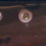 BsNVCSzCQAAAx5M.jpg large