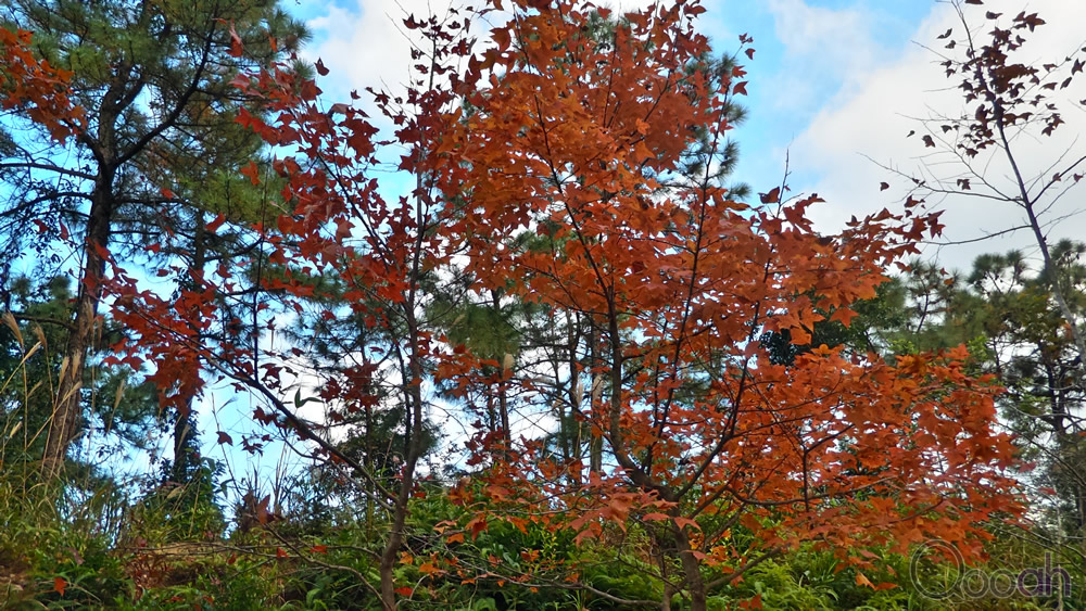 P_20151219_160733_HDR