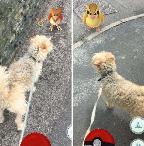 Pokemon-Go-volunteer2