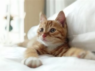 redmiprophoto