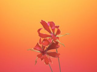 Flower_GLORIOSA-iOS-11-GM-iPhone-wallpapers-912×912