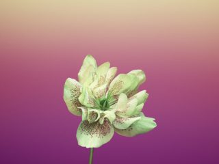Flower_HELLEBORUS-iOS-11-GM-iPhone-wallpapers-912×912