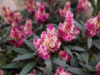 IMG_20170906_163543