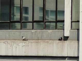 vivo nex3_IMG_20191017_135133