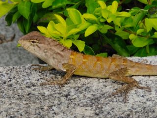 vivo nex3_IMG_20191019_151335